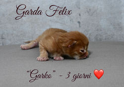 "Garko" - 3 giorni