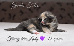 Funny blu Lady, 12 giorni