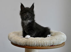 For me Formidable, 7 settimane