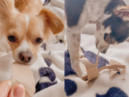Permítele a tu perro destrozar cosas