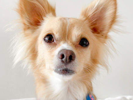 ¿Cómo limpiar los lagrimales de tu perro?