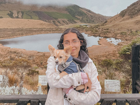 ¿Cómo viajar en carro con tu perro?