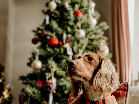 Recomendaciones para una Navidad amigable con tu perro