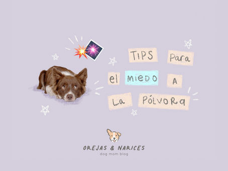 Ayuda a tu perro con su miedo a la pólvora