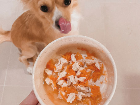 La dieta blanda para perros