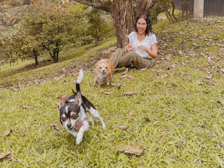 Mi perro nunca se cansa