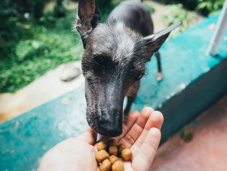 Inapetencia en Perros: Causas y Soluciones