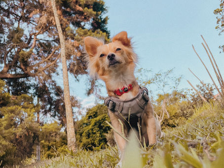 Tu perro necesita salir a pasear todos los días de su vida