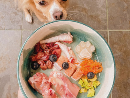 Mi perro no quiere comer