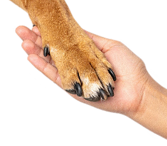 Ilustración_sin_título (13).png