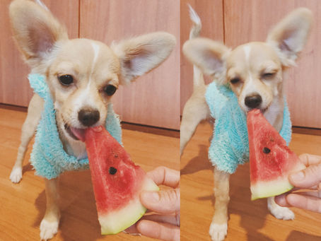 Frutas y verduras que tu perro puede comer