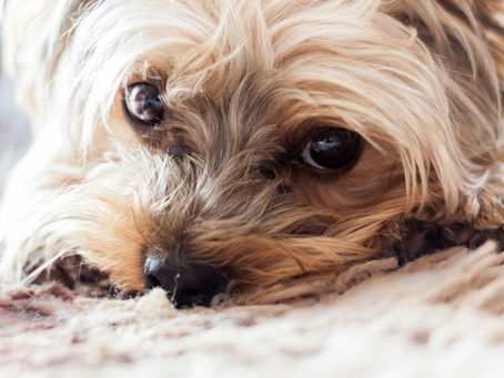 Caída del Pelo en Perros: Causas y Cómo Reducirla