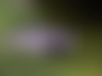 Wildlife Is Closer Than You Think — Experience It for Yourself