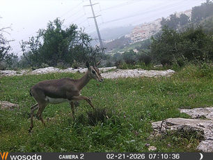 What Crossed Our Camera?