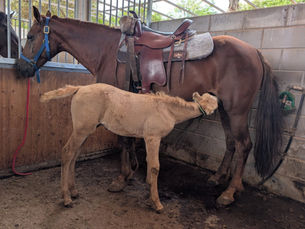 From One Mare to a Dream: Building the OLT Farm 🐎