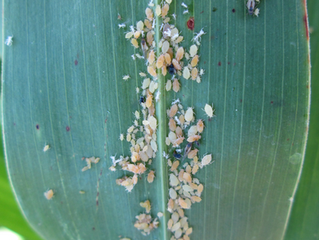 El Pulgón Amarillo del Sorgo (Melanaphis Sacchari)