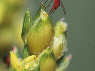 La Mosca Midge del Cultivo de Sorgo