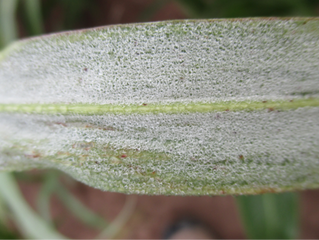 Presencia de mildiu velloso (Peronosclerospora sorghi) del sorgo (Sorghum bicolor, L.) en el área de