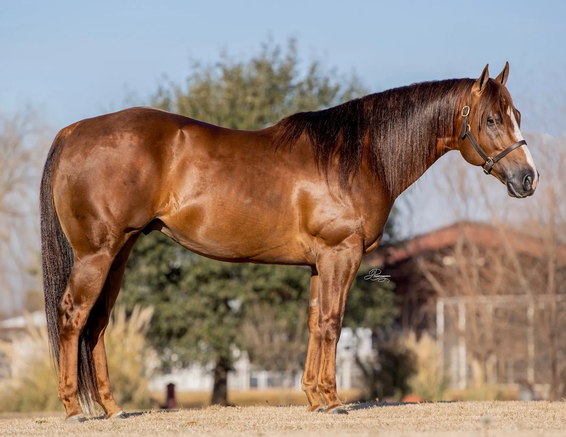 JAGUARR-feb27e39-1920w.webp