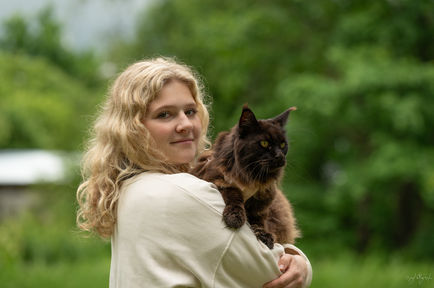 Maine Coon cat  animal photography