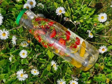 Infusion aux queues de fraises : une boisson naturelle anti-gaspi à réaliser soi-même