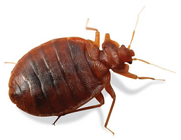 bed bug