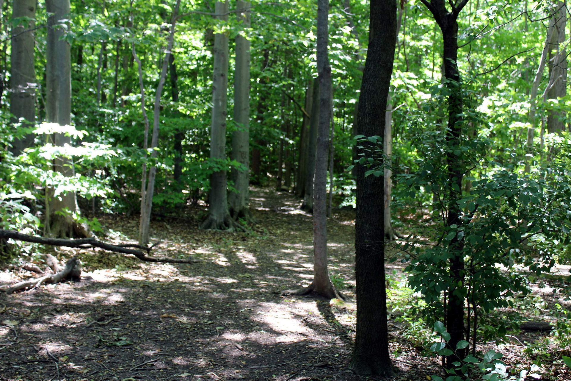trail