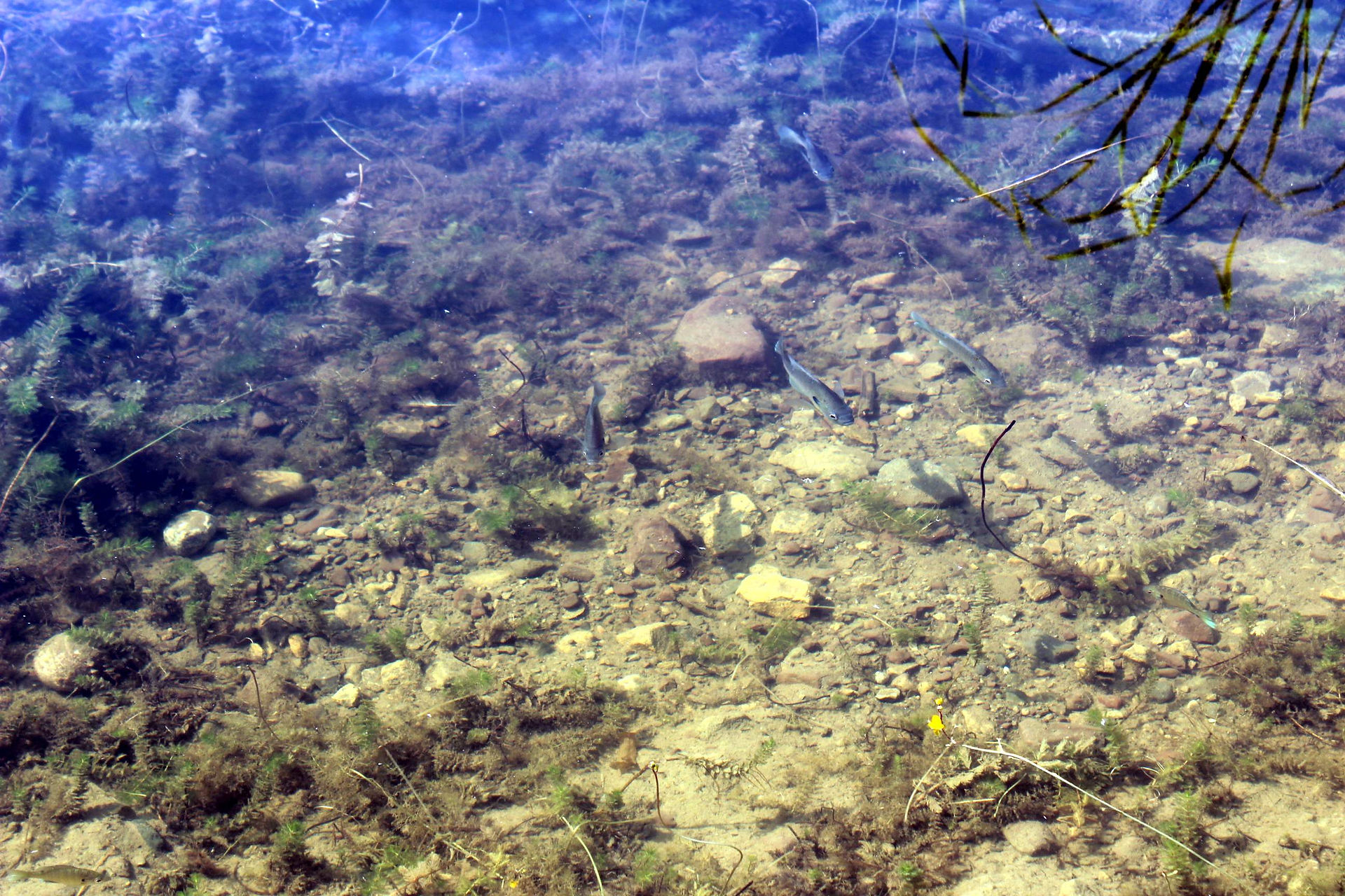 fishies