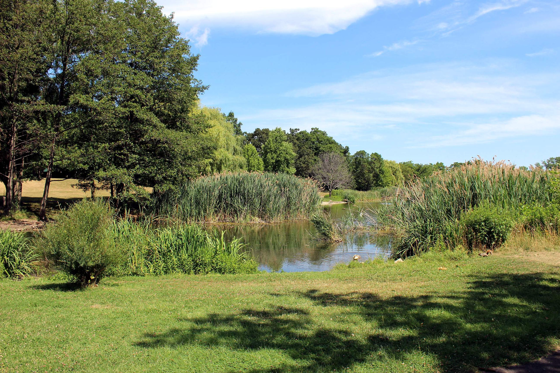 pond