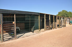 15.Kennel.3Sept20.JPG