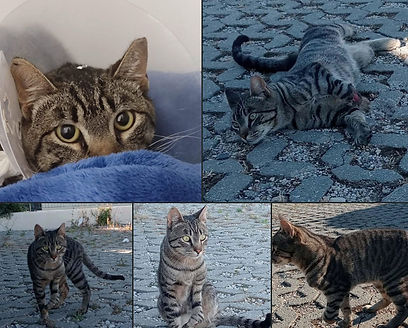 Cat1.25May26.png