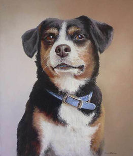 Bernese mix.jpeg