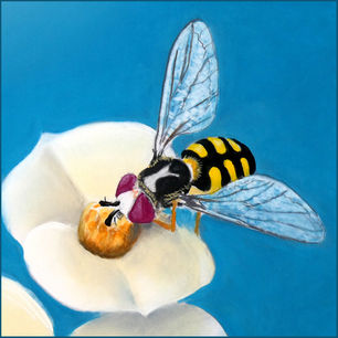 John King  Happy Hoverfly 9x9inch