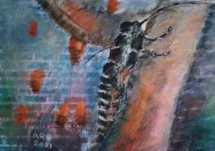 Ann Rohde Rasmussen  Kryb  25x 36cm