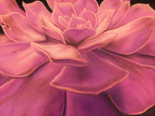 Ronald Hoppe  Echeveria  40,5 x 31,5 cm