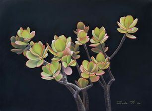 Linda Kritskaya  Crassula  40x50 cm