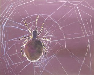 Clea Müller Spinne im netz  24 x 30 cm