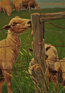 Ronald Hoppe, Sheep on Fehmarn, 70x50 cm .jpeg