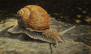 Ronald Hoppe  Vineyard snail  20,5 x40,5 cm