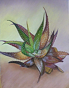 Raisa Schillimat  Aloe  12х15,5