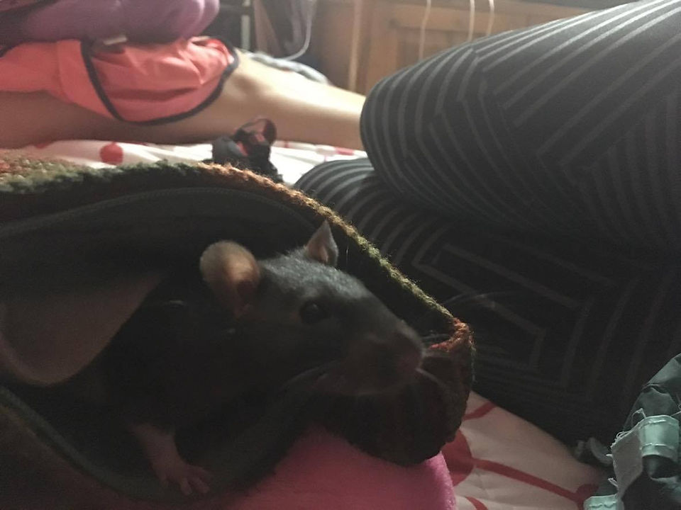 Leopoldo Ratatouille