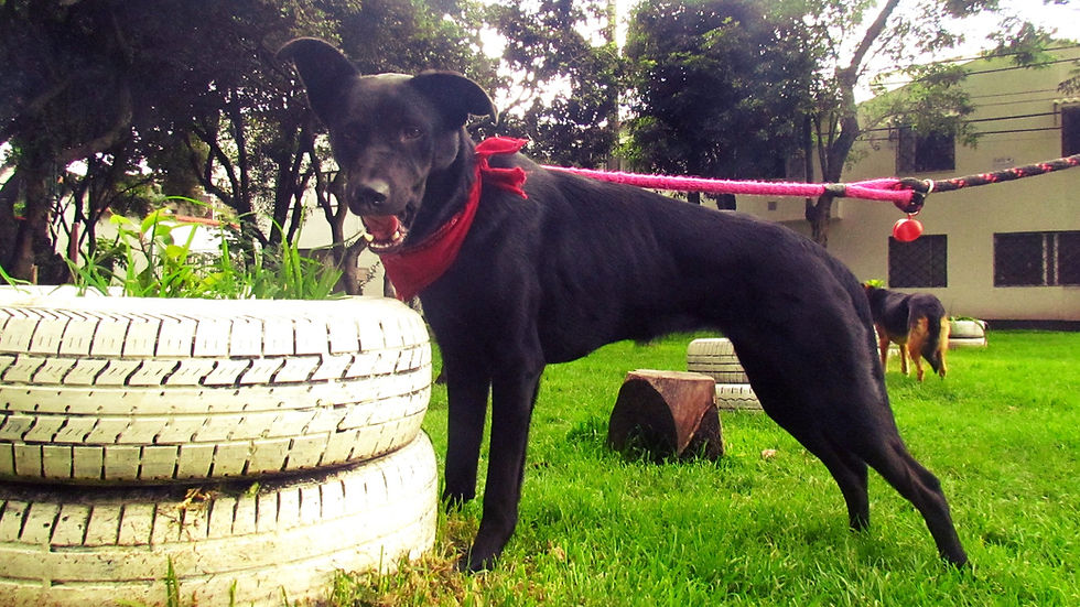 EvoluZOOn La Guarida Animal-Polet