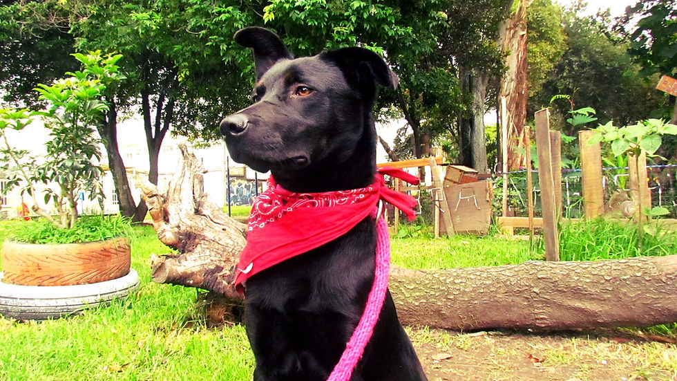 EvoluZOOn La Guarida Animal-Polet
