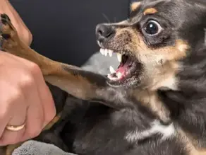 Understanding the Relationship Between Emotion and the Critical Mind in Dog Behaviour