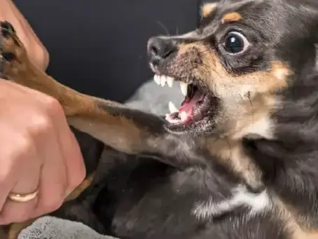 Understanding the Relationship Between Emotion and the Critical Mind in Dog Behaviour