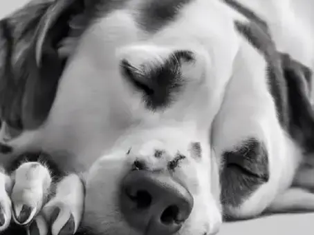 Chó của bạn không hề “hư”