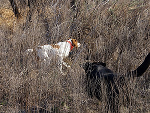 Texas-Triangle-Upland-Game-03.JPG