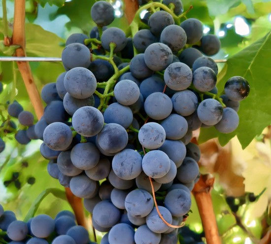 Thumbnail: Large Standing Grapevine 'Esther' 2.5 Metres Tall Potted