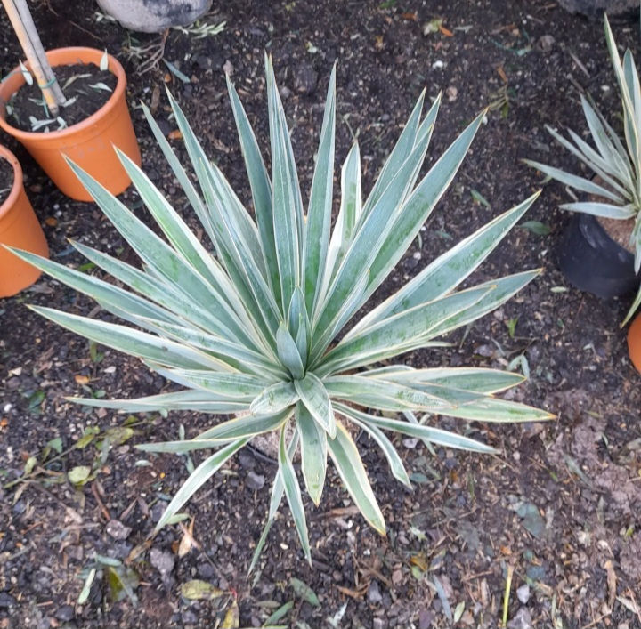Yucca gloriosa 'Variegata' 75cm tall UK hardy evergreen 12L "Spanish dagger"