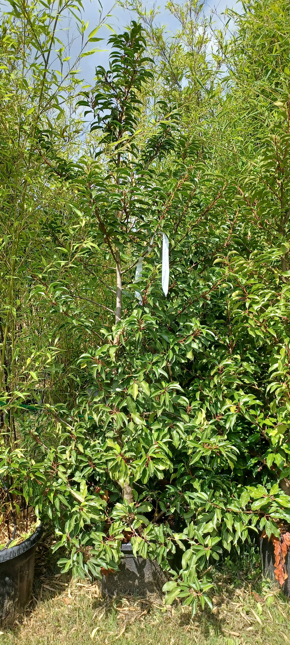 Portuguese Laurel Hedging 35L Potted 2 Metres Tall